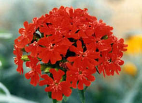 Lychnis chalcedonica